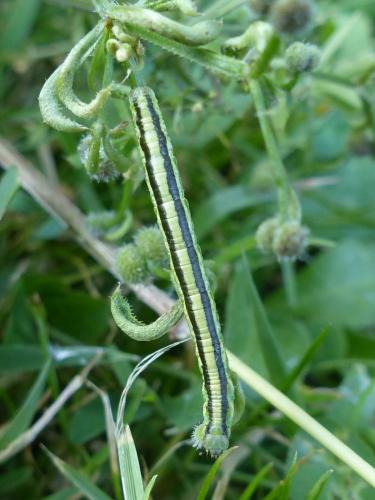Réf. 210 663 : Catarhoe cuculata